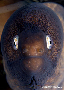 Portrait of White Eyed Moray Eel. Taken with D200 and 60m... by David Henshaw 